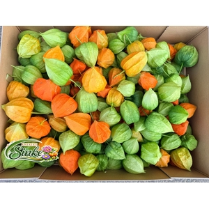 Physalis Lampion Los