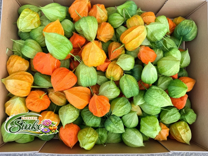 <h4>Physalis Lampion Los</h4>