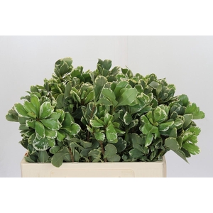 Pittosporum Ilan