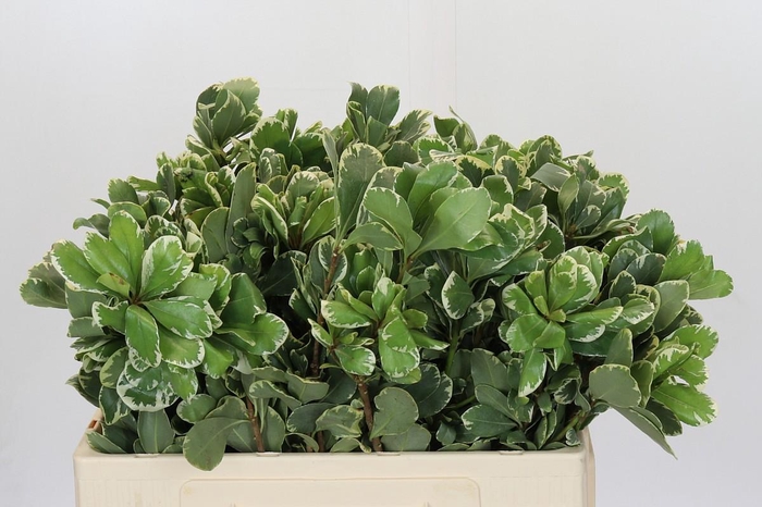 <h4>Pittosporum Ilan</h4>