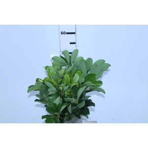 FOLH SCHEFFLERA