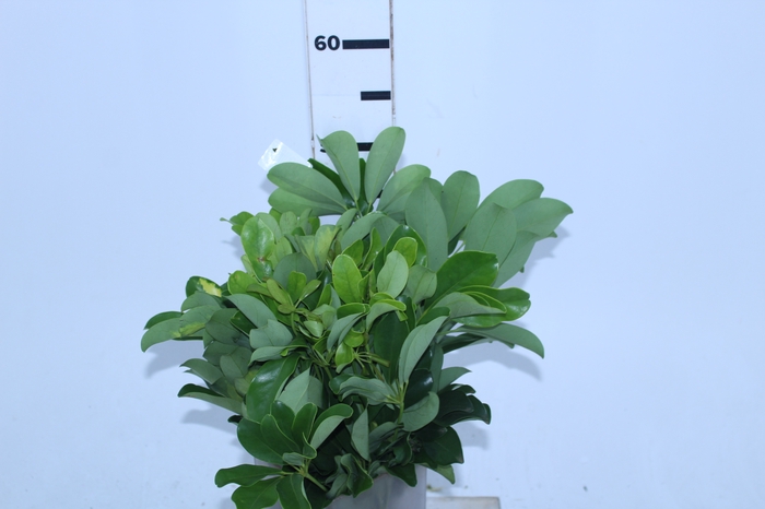 FOLH SCHEFFLERA