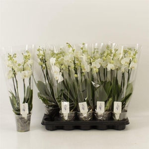 PHAL AN INVERNESS