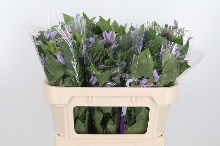 <h4>Clem Star River Lavendel</h4>
