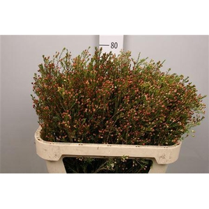 Chame Blondie (knop)