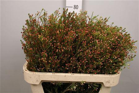 <h4>Chame Blondie (knop)</h4>