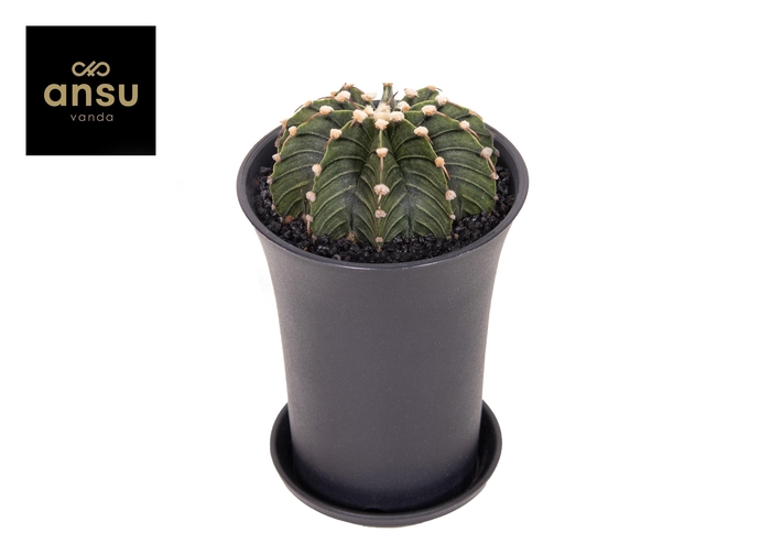 <h4>Gymno Cactus 'Green Stripe' XL</h4>