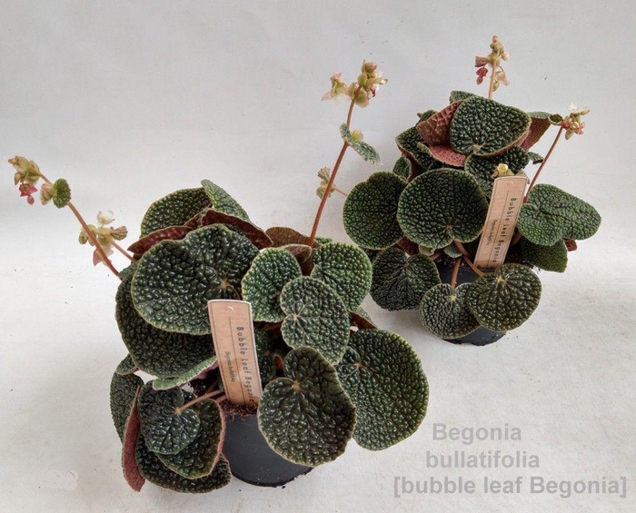 <h4>Begonia bullatifolia 14cm [Bubble Leaf Beg]</h4>