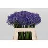 Agapanthus EYFORI Blue