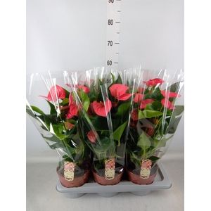 Anthurium andr. 'Melito'
