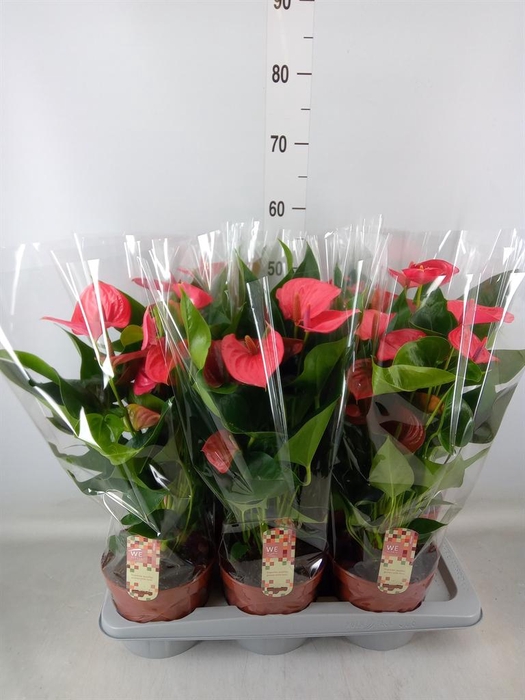 <h4>Anthurium andr. 'Melito'</h4>