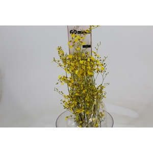 ONCIDIUM CHUVA DE OURO CORTE