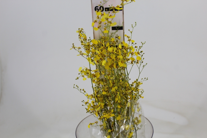 <h4>ONCIDIUM CHUVA DE OURO CORTE</h4>