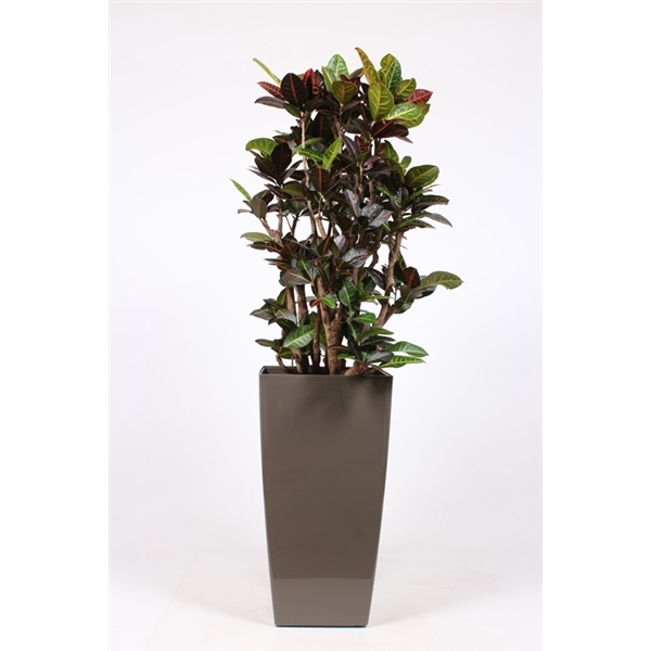 <h4>Codiaeum Petra (Croton) in Piza pot "taupe"</h4>