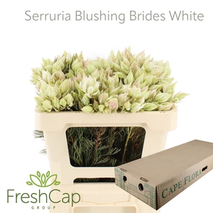 Serruria Blushing Brides White 4-6 Flwrs