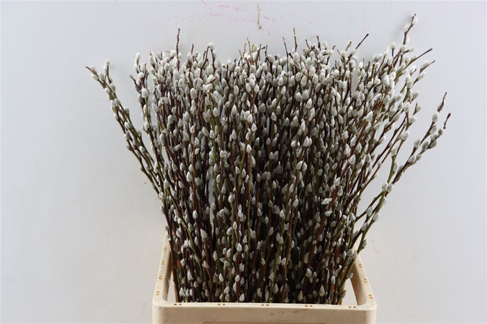 <h4>Salix Wilgenkatjes 70cm P Stem</h4>