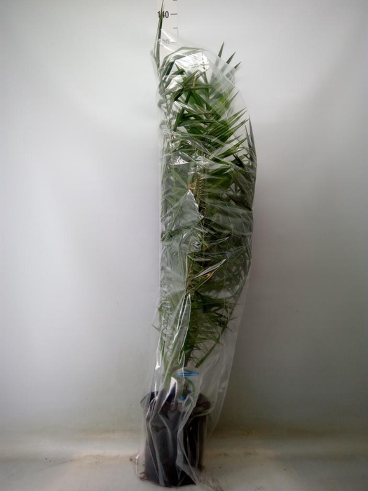 <h4>Phoenix canariensis</h4>