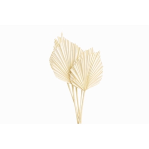 Dried Palm Spear 10pcs Bleached Bunch