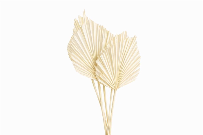 <h4>Dried Palm Spear 10pcs Bleached Bunch</h4>