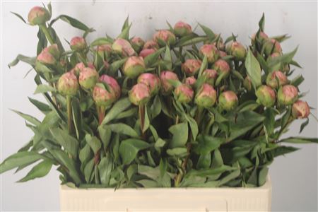 <h4>Paeo L Cath Fontijn X50</h4>