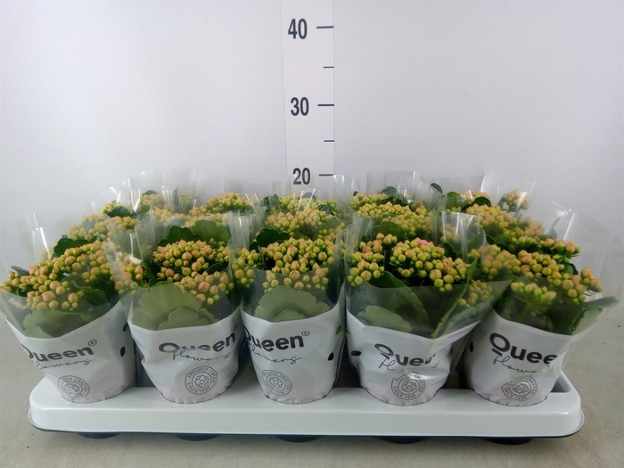 <h4>Kalanchoe 'MoreFlow Lillian'</h4>