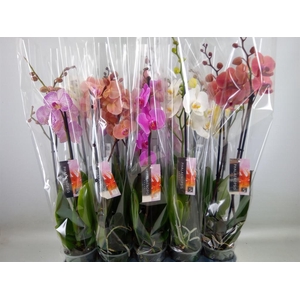 Phalaenopsis   ...mix  8