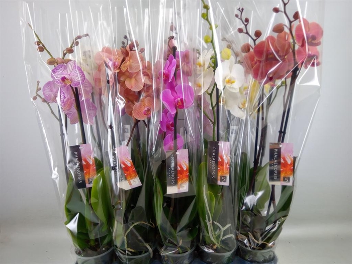 <h4>Phalaenopsis   ...mix  8</h4>