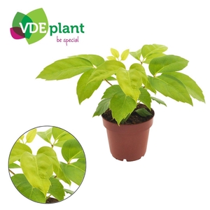 Schefflera amate “Golden” 12cm