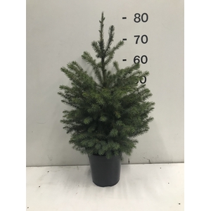 PICEA OMORIKA