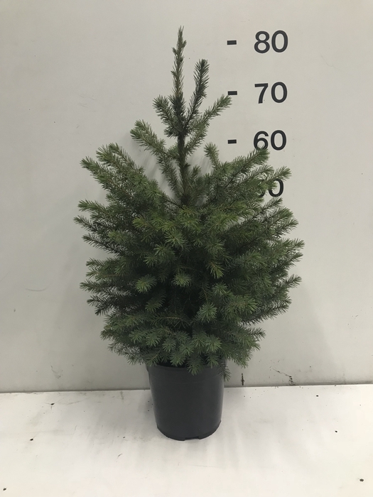 <h4>PICEA OMORIKA</h4>