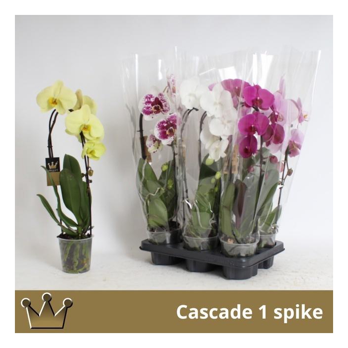 <h4>PHAL EL CASCADE</h4>