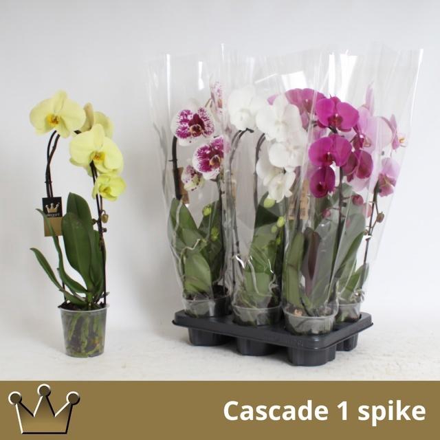 <h4>PHAL EL CASCADE</h4>