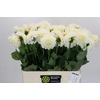 Dahlia Boom Boom White
