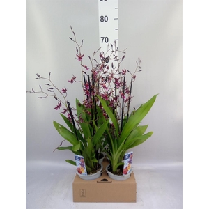 Orchideeen   ...