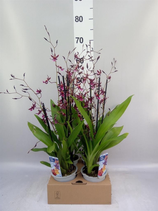 <h4>Orchideeen   ...</h4>