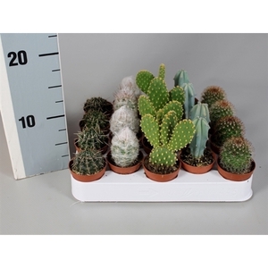 Cactus 5,5 cm mix op rij