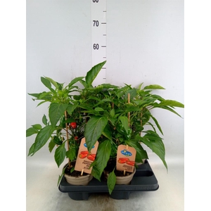 Capsicum annuum   ...paprika