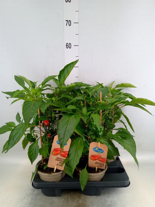<h4>Capsicum annuum   ...paprika</h4>