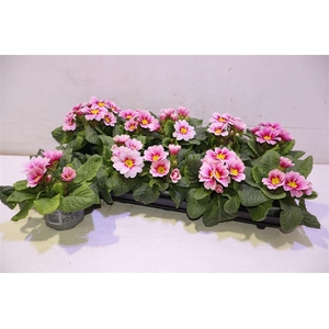 arr8 Prim Ac Apfelb Revol