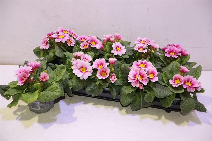 <h4>arr8 Prim Ac Apfelb Revol</h4>