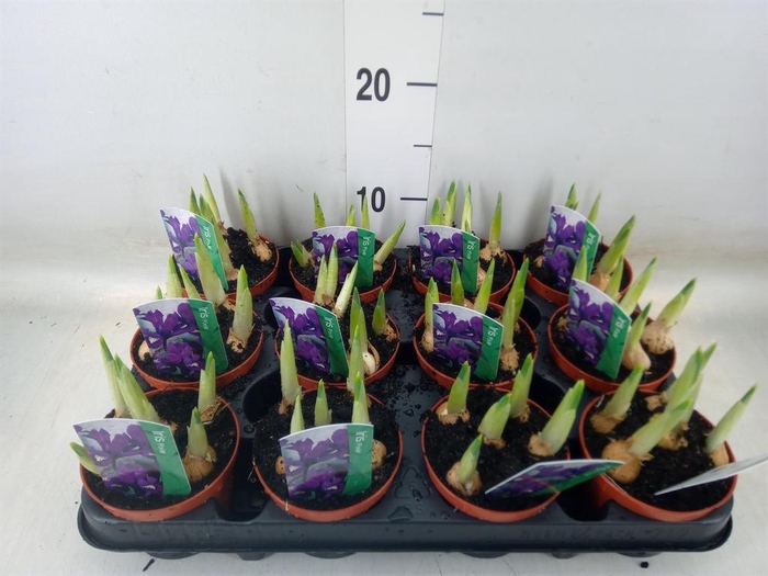 <h4>Iris reticulata 'Pixie'</h4>