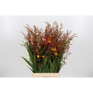 Crocosmia Grbl Harlequin