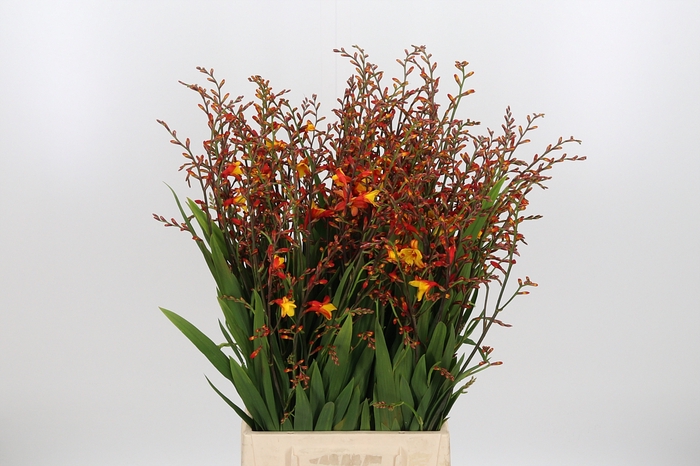 <h4>Crocosmia Grbl Harlequin</h4>