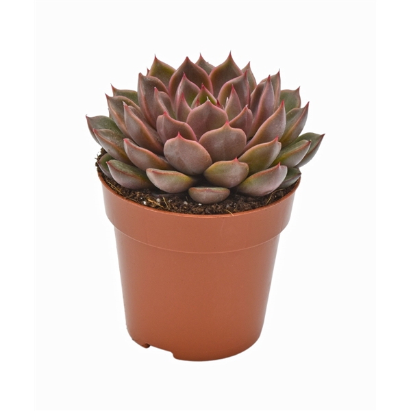 <h4>Echeveria Mariposa Rosetta</h4>