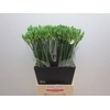 Ornithogalum Mount Fuji