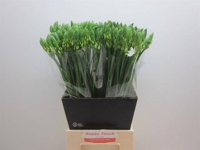 <h4>Ornithogalum Mount Fuji</h4>