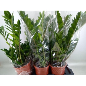 Zamioculcas zamiifolia