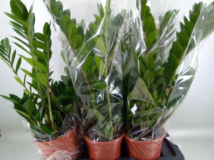 <h4>Zamioculcas zamiifolia</h4>
