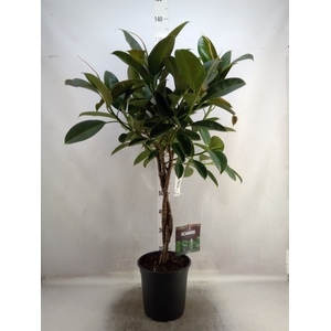 Ficus elastica 'Melany'