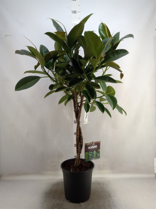 Ficus elastica 'Melany'